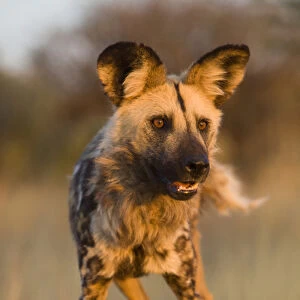 Africa, Namibia. Wild dog close-up. Credit as: Jim Zuckerman / Jaynes Gallery / DanitaDelimont