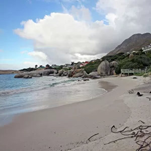 Africa, South Africa, Simons Town, Boulders Beach. African Penguin colony at Boulders
