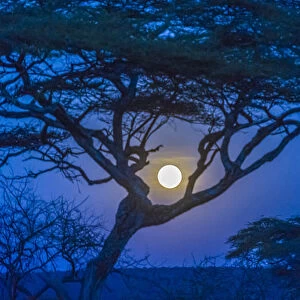 Africa, Tanzania, acacia tree and moon
