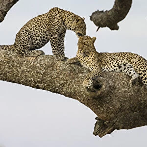 Africa. Tanzania. African leopard (Panthera pardus) mother and cubs in a tree in
