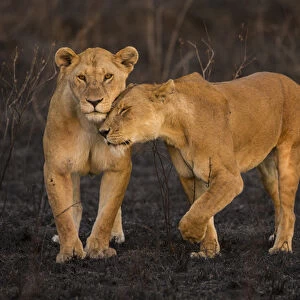 Africa. Tanzania. African lions (Panthera leo) patrol a recently burned wildfire