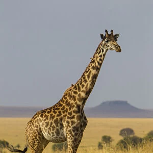 Africa. Tanzania. Masai giraffes (Giraffa tippelskirchi) at Serengeti NP