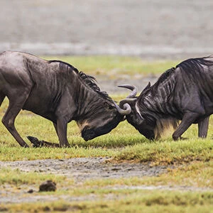 Africa. Tanzania. Wildebeest fighting during the annual Great Migration in Serengeti NP