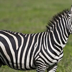 Africa. Tanzania. Zebra at Ngorongoro Crater in the Ngorongoro Conservation Area