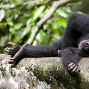 Africa, Uganda, Kibale Forest Reserve, Young Chimpanzee (Pan troglodytes) resting