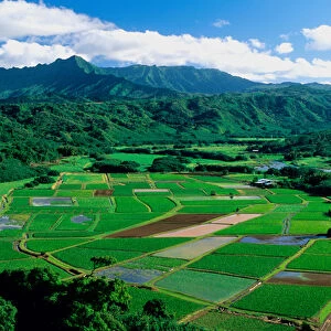 Agriculture in Hanalei Valley Kauai, Hawaii. hawaii, south pacific, island