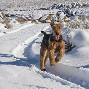 Airedale Terrier running through snow