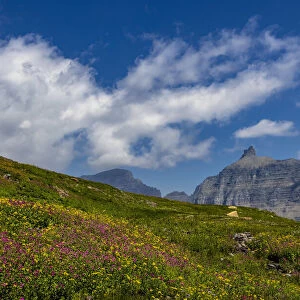 Alpine meadow filled with wildflowers with Bishops Cap in background in Glacier National Park, Montana, USA
