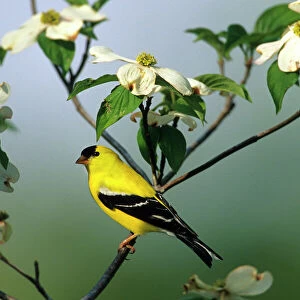 Finches Canvas Print Collection: American Goldfinch