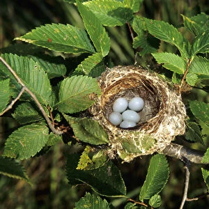 American Goldfinch (Carduelis tristis) nest with 5 eggs, Marion Co. IL