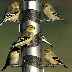American Goldfinches (Cardeulis tristis) at nyjer / thistle tube feeder, Marion Co. IL
