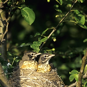 American Robin (Turdus migratorius) two nestlings in nest, Marion Co. IL