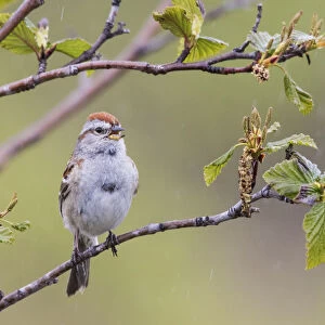 American Tree Sparrow Singing