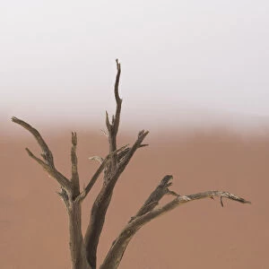 Ancient dead camelthorn acacia trees in the dry lakebed of Deadvlei, Namib-Naukluft National Park