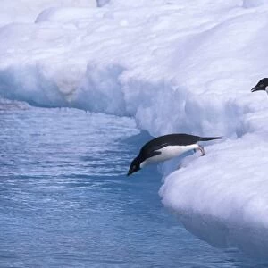 Antarctica, Paulet Island. Adelie penguins dive from an iceberg. The largest Adelie