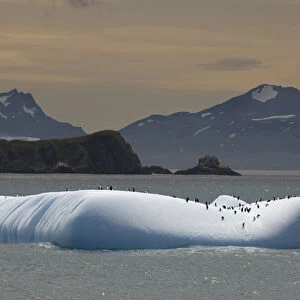 Antarctica, South Georgia. Chinstrap and gentoo penguins on iceberg