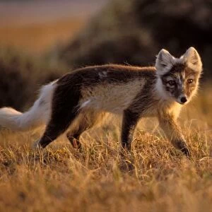arctic fox, Alopex lagopus, coat changing from summer to winter, 1002 coastal plain