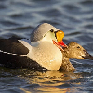 Arctic National Wildlife Refuge (ANWR), Alaska, a pair of courting king eiders in a tundra pond