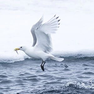 Arctic, North of Svalbard. A black-legged kittiwake catches a fish that had been hiding