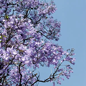 Argentina, Buenos Aires: Jacaranda trees bloom in the city park