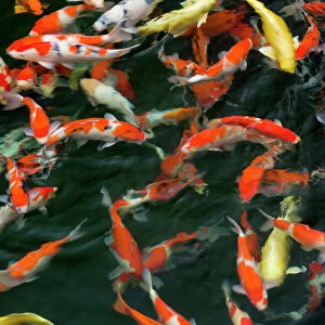 K Jigsaw Puzzle Collection: Koi