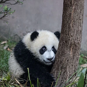 Asia, China, Sichuan Province, Chengdu, Chengdu Research Base of Giant Panda Breeding
