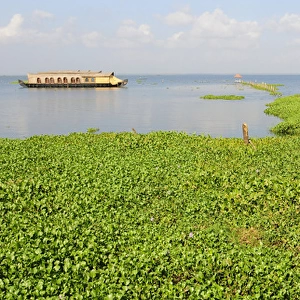 Asia, India, Kerala (Backwaters). Kerala houseboats on Kumarakom Lake