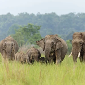 Asian Elephant family, Corbett National Park, India