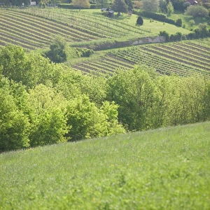 AUSTRIA-Vienna (Grinzing): View of Grinzing Vineyards