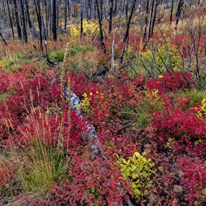 Autumn ground cover in burn area above St. Mary Lake in Glacier National Park, Montana