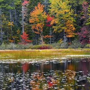 autumn, Somes Pond, Somesville, Mount desert Island, Maine, USA
