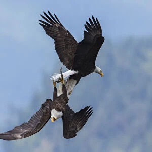 Bald eagle in flight battle for a meal