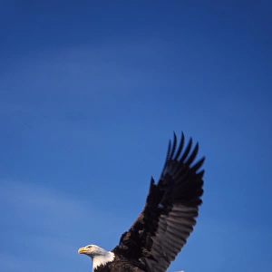 bald eagle, Haliaeetus leucocephalus, in flight with a fish in its talons, Kachemak bay