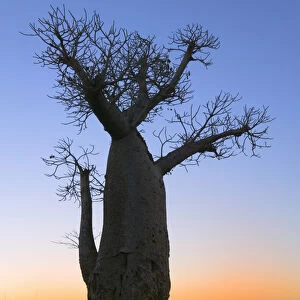 Baobab trees (Adansonia), Berenty, Toliara, Madagascar
