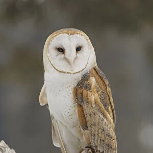 Barn owl, Tyto alba, controlled situation, Montana