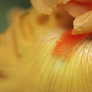 Bearded iris flower close-up
