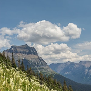 Beargrass as seen from Glacier National Park