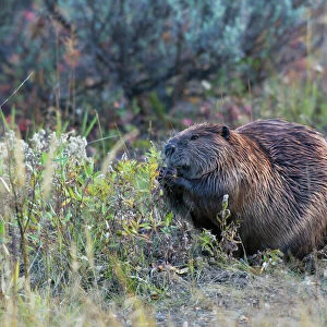 Aplodontiidae Collection: Mountain Beaver