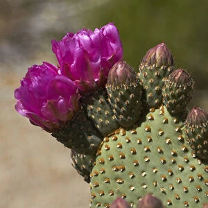 Beavertail Cactus in flower (Opuntia basilaris var. whitneyana), found only in Alabama Hills
