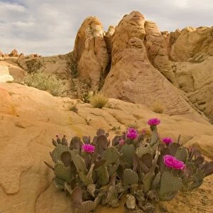 Beavertail Cactus, Opuntia BAsilaris, Mohave Desert, Whitney Pockets, Nevada