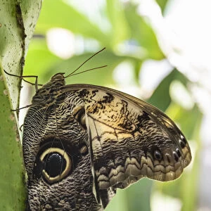 Belize, Green Hills Butterfly Ranch, Owl butterfly (Caligo martia)
