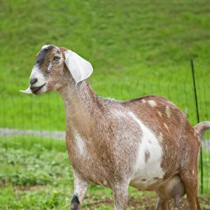 Goats Collection: Related Images