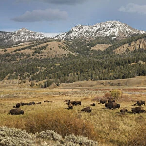 Bison in Lamar Valley, Yellowstone National Park