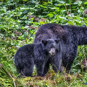 Black Bear adult and Cub, Anan Creek, Wrangell, Alaska, USA