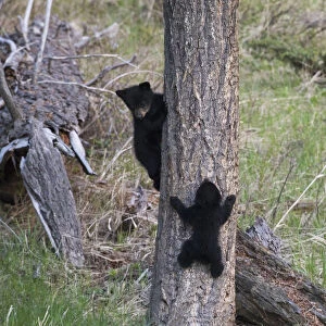 Black bear cubs climbing