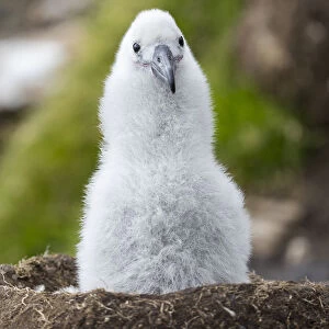Black-browed albatross chick on tower-shaped nest, Falkland Islands