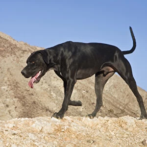 A black German Shorthaired Pointer walking on top of a hill in the Colorado Desert