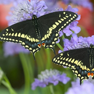 Black Swallowtail Butterfly, Papilio polyxenes