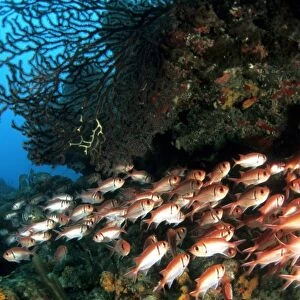 Blackbar soldierfish Caribbean