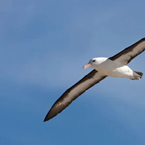 Albatrosses Collection: Black Browed Albatross